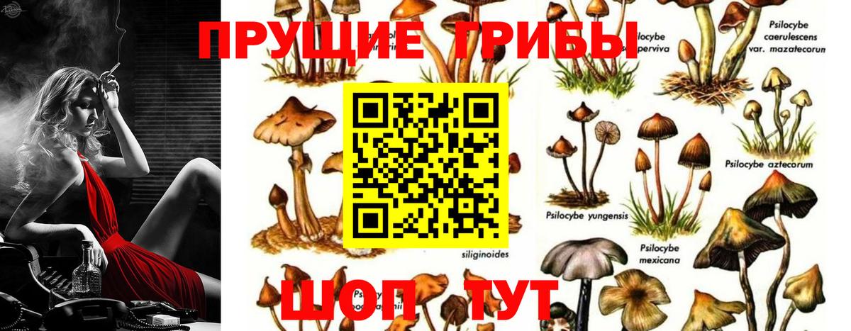 Кимовск  Псилоцибиновые грибы Psilocybe  Вход с VPN 